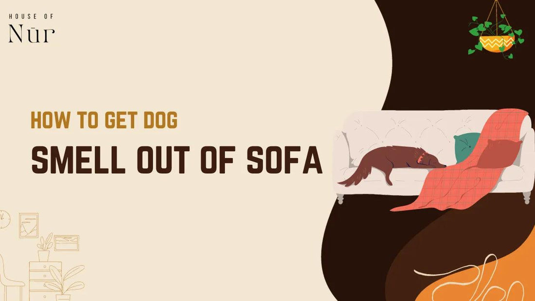 Remove dog smell from sofa top